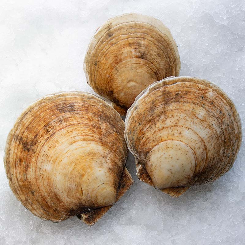 Hard Shell Clams — Products Pangea Shellfish Company
